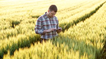 Download the Cereal Disease ID App